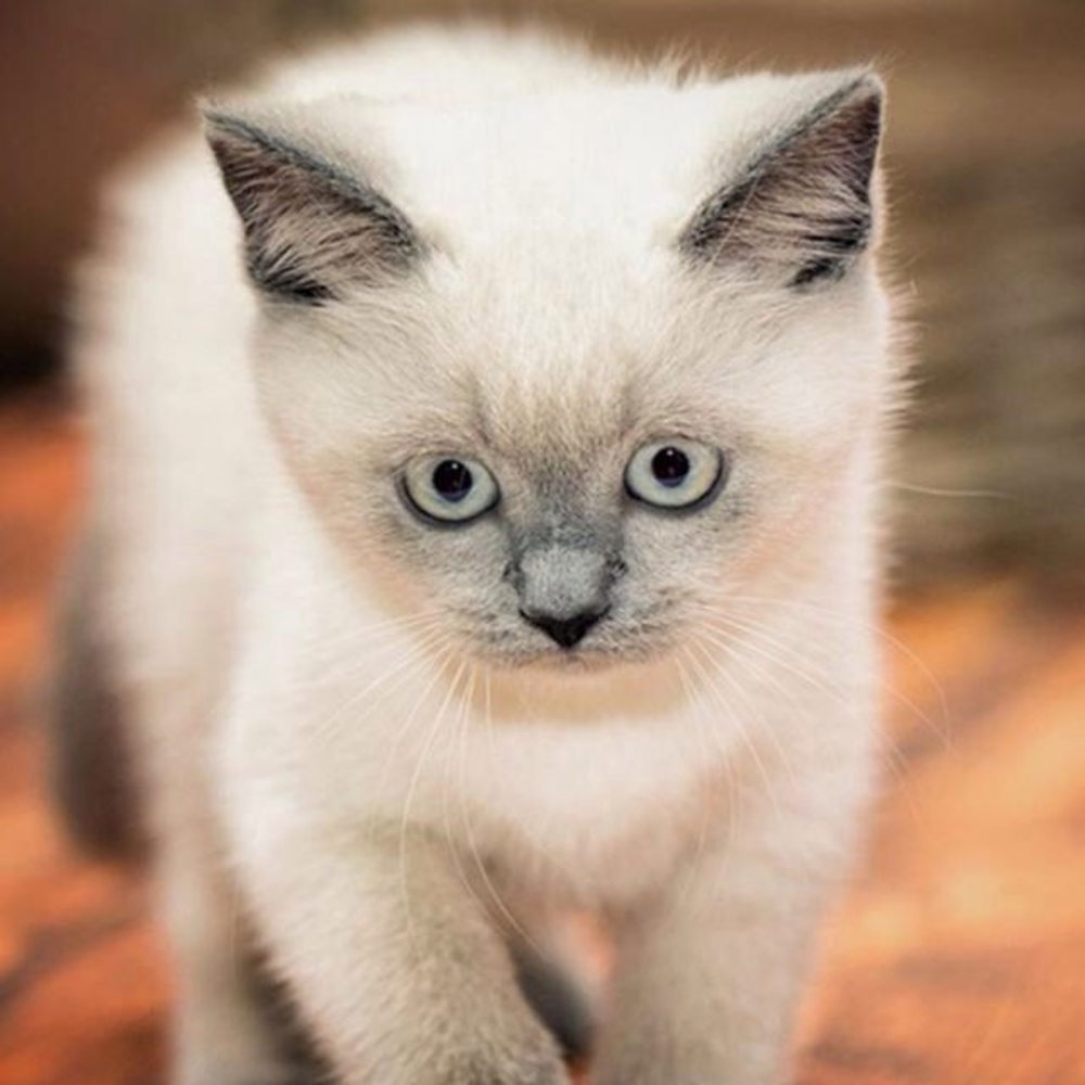 Meet your Posher, Grace